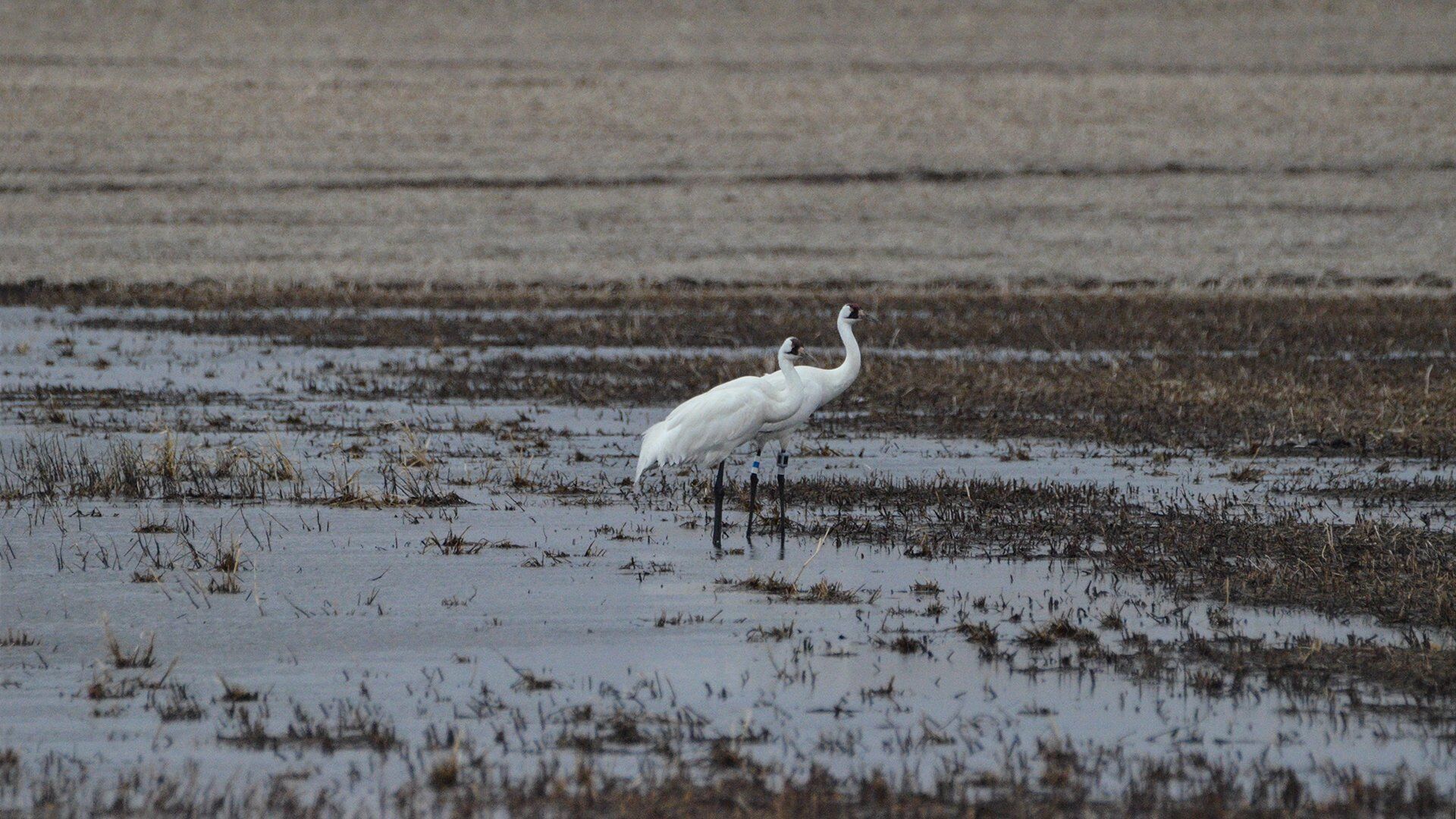 crane1